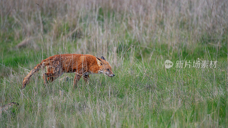 红狐(Vulpes Vulpes)